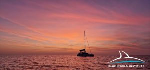 first research and satellite tagging of Cuvier's beaked whales have begun in the Adriatic Sea. 