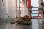 Dogs on Croatian ferries and catamarans: New rules introduced