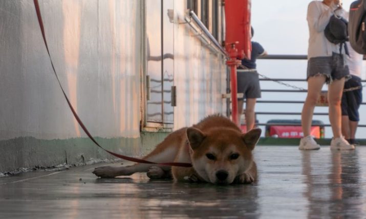 Dogs on Croatian ferries and catamarans: New rules introduced