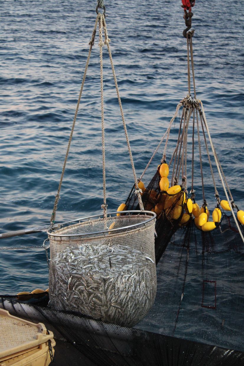 Croatian project wins innovation in fishing technology award