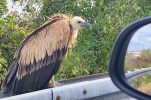 Protected griffon vulture spotted on Zagreb highway rescued