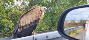 A white-tailed eagle was spotted on Monday night near the Zagreb bypass close to the turnoff for Velika Gorica.