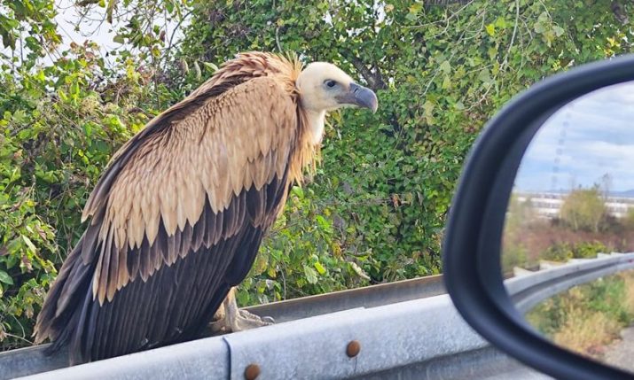 Protected griffon vulture spotted on Zagreb highway rescued