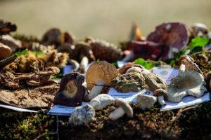 Exploring the delights of Croatia's chestnut season in Sveti Ivan Zelina