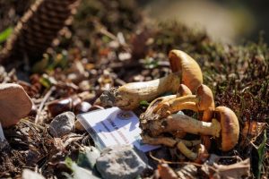 Exploring the delights of Croatia's chestnut season in Sveti Ivan Zelina