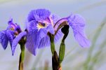 Iris: Why it’s Croatia’s proud national flower 