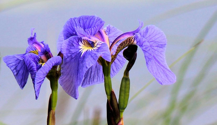 Iris: Why it's Croatia’s proud national flower 