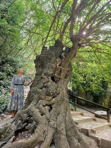Croatia has announced the winner of the Croatian Tree of the Year 2023 competition - the impressive mulberry tree at Skradinski buk