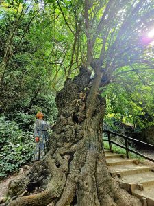 Croatia has announced the winner of the Croatian Tree of the Year 2023 competition - the impressive mulberry tree at Skradinski buk