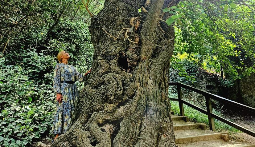 Croatia has announced the winner of the Croatian Tree of the Year 2023 competition - the impressive mulberry tree at Skradinski buk