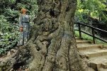 400-year-old ‘Green Lady’ named Croatian Tree of the Year