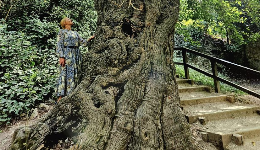 400-year-old ‘Green Lady’ named Croatian Tree of the Year