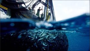 Croatian project wins innovation in fishing technology award