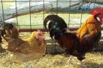 Meet ‘Hrvatica’ the indigenous Croatian chicken