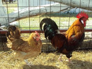 The Hrvatica chicken: A proud Croatian heritage