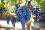 Croatian winemakers see 55% surge in profits
