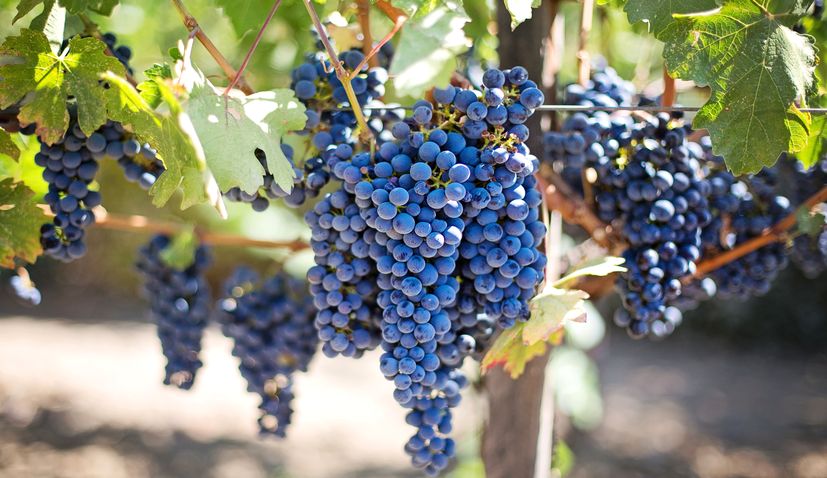 Croatian winemakers see 55% surge in profits