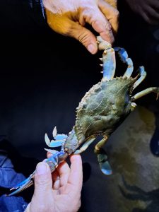 Unexpected guests turn up at Lastovo Archipelago Nature Park for first time