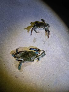 Unexpected guests turn up at Lastovo Archipelago Nature Park for first time