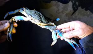 Unexpected guests turn up at Lastovo Archipelago Nature Park for first time