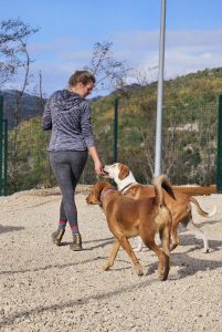 Dubrovnik opens its first registered animal shelter