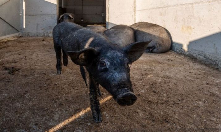 Black Slavonian pig meat becomes 46th Croatian product protected