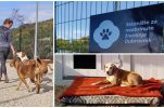Dubrovnik opens its first registered animal shelter