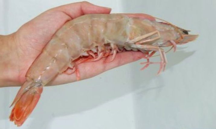 Croatian fishermen catch largest shrimp ever seen in the Adriatic Sea