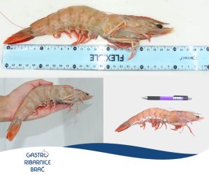 Croatian fishermen catch largest shrimp ever seen in the Adriatic Sea