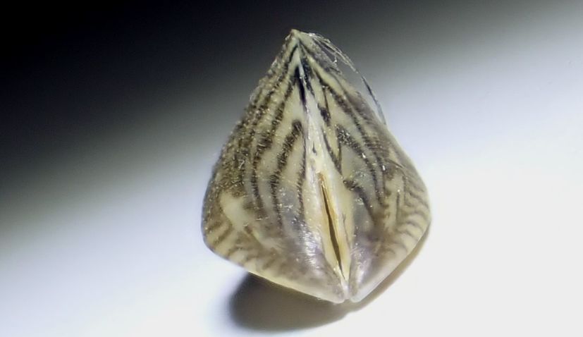 Zebra mussel found on Croatian coast for first time 