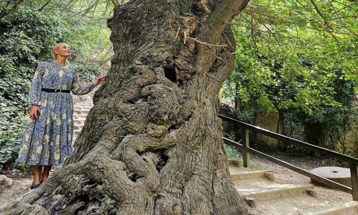 Vote now: Croatia’s 400-year-old ‘Green Lady’ up for European Tree of the Year title