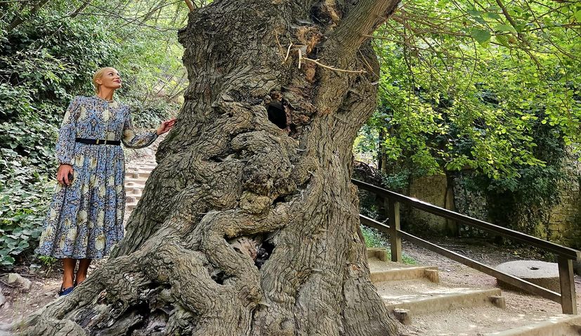 Vote now: Croatia’s 400-year-old ‘Green Lady’ up for European Tree of the Year title