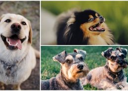 Top 10 most popular dog breeds in Croatia