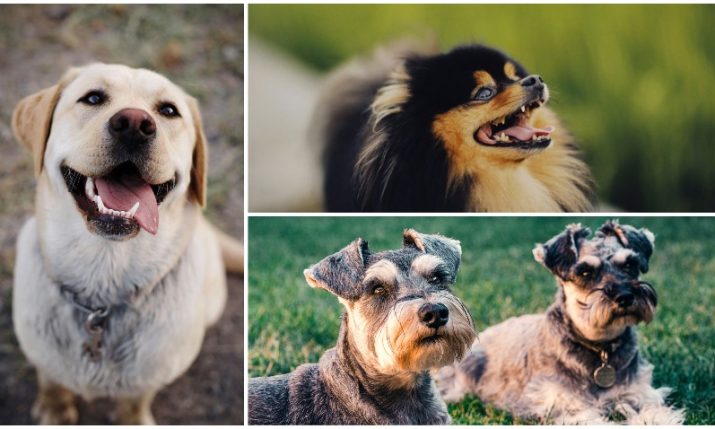 Top 10 most popular dog breeds in Croatia