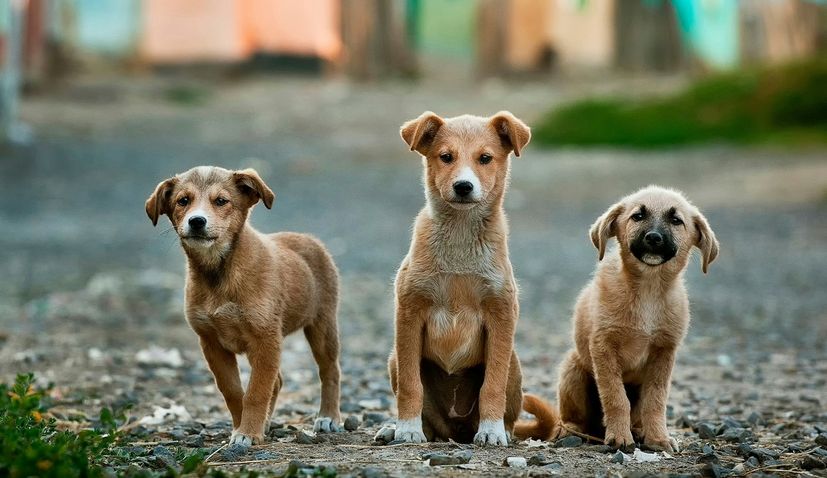 Abandoning an animal is treated as a felony offence in Croatia 