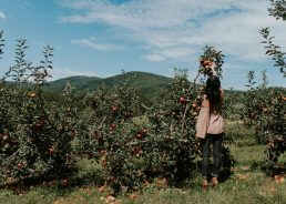 Croatia sees biggest rise in production of apples, mandarins