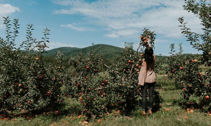 Croatia sees biggest rise in production of apples, mandarins