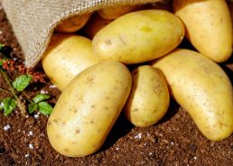 Croatian potato variety named among Top 10 in the world 
