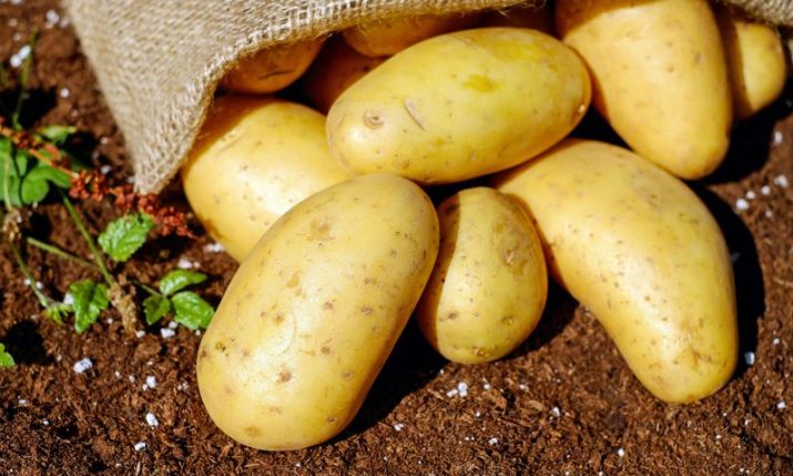 Croatian potato variety named among Top 10 in the world 