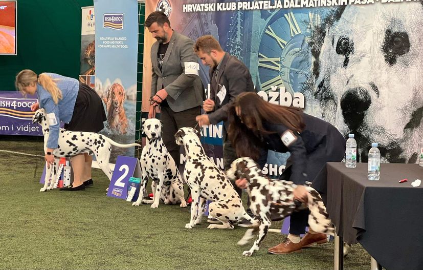 Pago from Pag Zagreb Dog Show