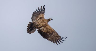 One of the largest birds of prey spotted in Croatia after 71 years