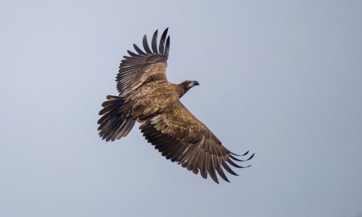 One of the largest birds of prey spotted in Croatia after 71 years