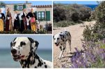 Meet Pago: The darling Dalmatian ambassador from Pag