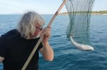 Most poisonous fish in the world caught off Croatian island 