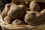 Why Lički krumpir potato variety is among world’s best