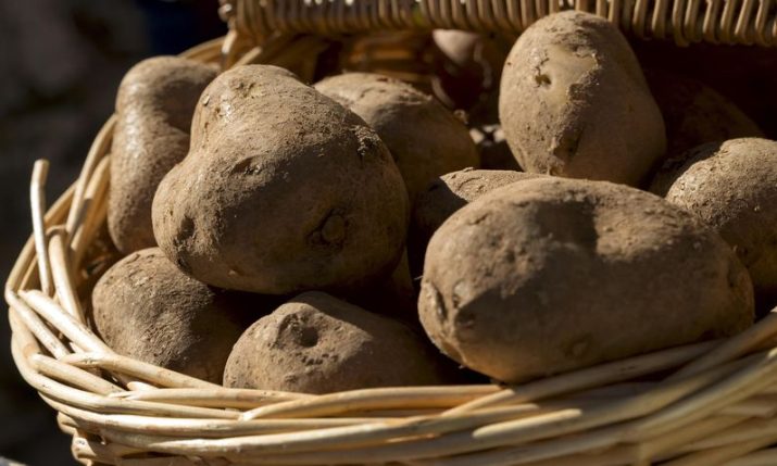 Why Lički krumpir potato variety is among world’s best