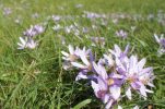 Watch out for the autumn crocus plant in Croatia