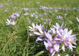 Watch out for the autumn crocus plant in Croatia