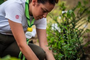 Croatia plants its first ‘Crošnjica’
