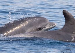 PHOTOS: Vinko the dolphin becomes first in Adriatic Sea tagged with satellite transmitter